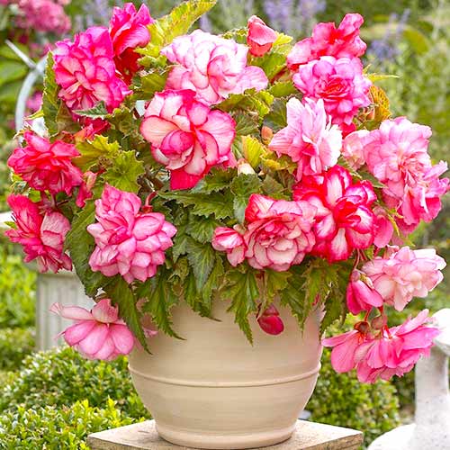 Бегония Пикоти Каскад Флоренс рисунок 1 артикул 70354