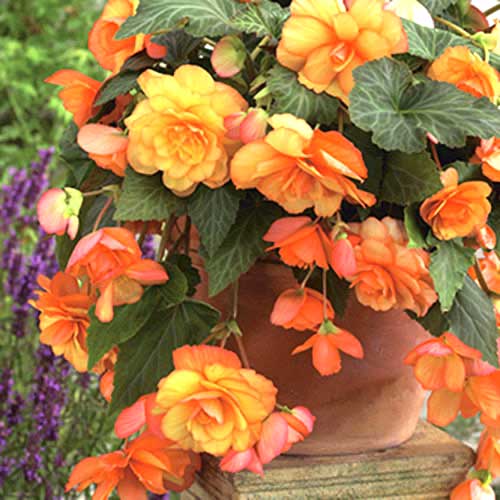 Бегония Пикоти Каскад Санрей рисунок 1 артикул 70355