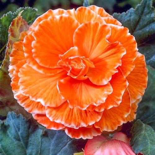 Бегонія Пікоті Лейс Оранж зображення 1 артикул 76032