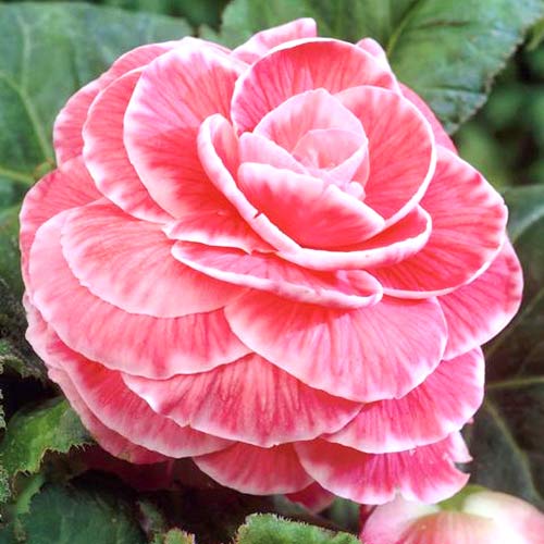 Бегонія Пікоті Лейс Пінк зображення 1 артикул 76033