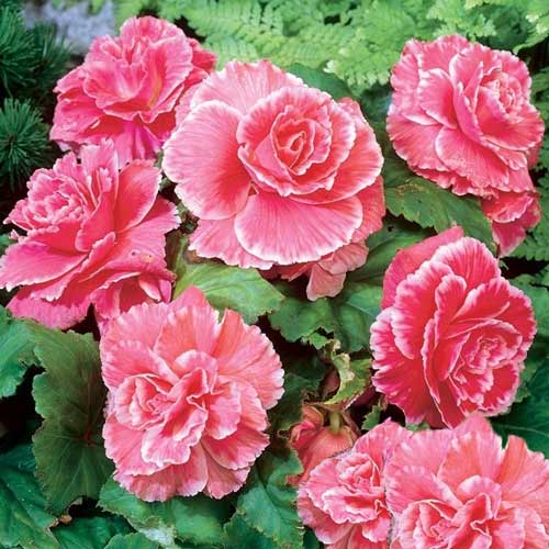 Бегонія Пікоті Лейс Пінк зображення 2 артикул 76033