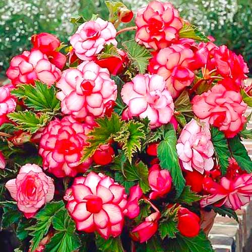 Бегония Пикоти Вайт/Ред рисунок 1 артикул 70356