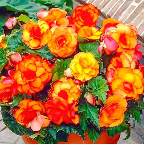 Бегония Пикоти Йеллоу/Ред рисунок 1 артикул 70357