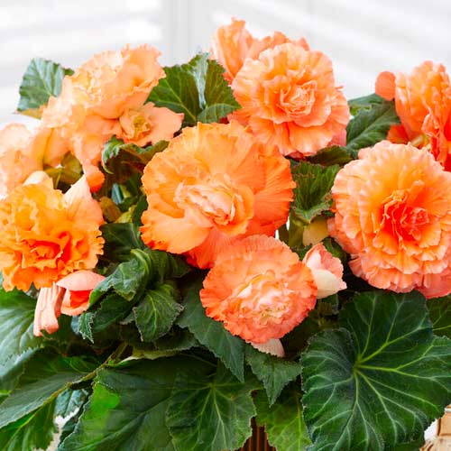 Бегония гофрированная Априкот рисунок 1 артикул 70358