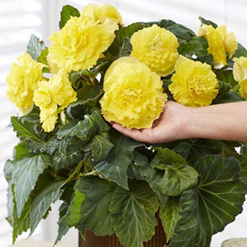 Бегонія Ruffled Yellow зображення 1 артикул 70359
