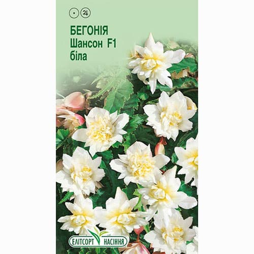 Бегония Шансон белая F1 Элитсорт рисунок 1 артикул 90557