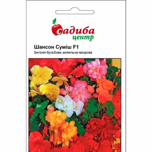Бегонія Шансон F1, суміш забарвлень Садиба центр зображення 1 артикул 89123