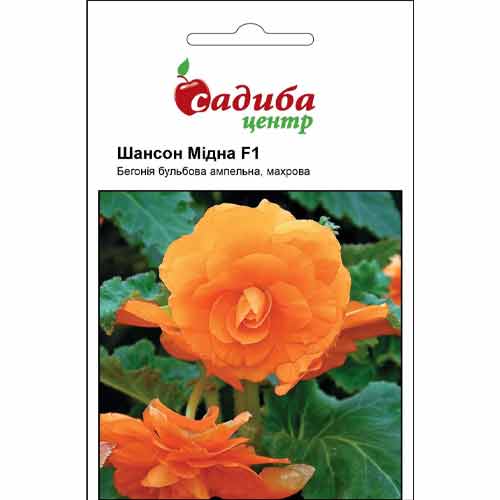 Бегония ампельная Шансон медная F1 Садиба центр рисунок 1 артикул 89124