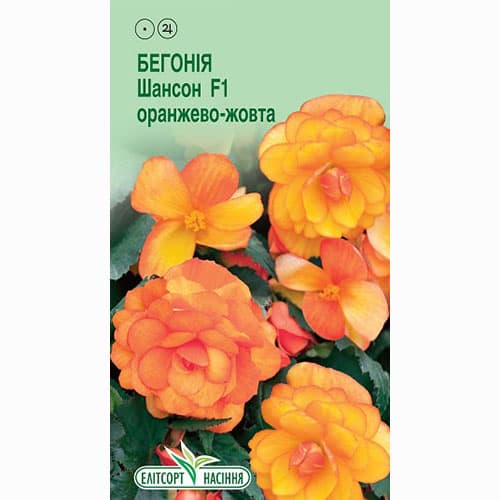 Бегонія Шансон помаранчево-жовта F1 Елітсорт артикул фото 1 Бегонія Шансон помаранчево-жовта F1 Елітсорт зображення 1 артикул 90559