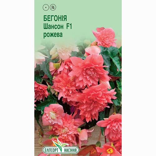Бегонія Шансон рожева F1 Елітсорт зображення 1 артикул 90560