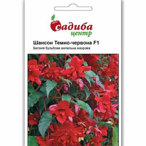 Бегонія ампельна Шансон темно-червона F1 Садиба центр зображення 1 артикул 89125