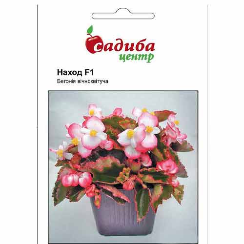 Бегония вечноцветущая Наход F1 Садыба центр рисунок 1 артикул 89120