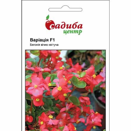 Бегония вечноцветущая Вариация F1 Садыба центр рисунок 1 артикул 89121