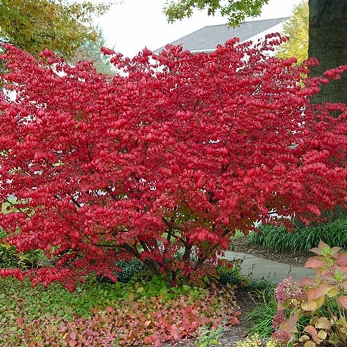 Бересклет крылатый Компактус рисунок 1 артикул 9121