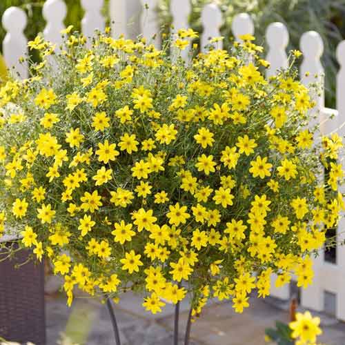 Біденс Ауреа золотистий зображення 1 артикул 72082