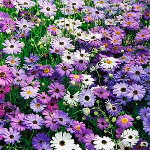 Брахикома Палермо, семена рисунок 1 артикул 70077