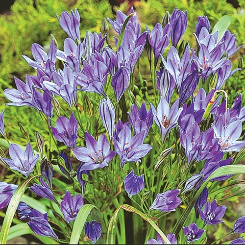 Бродіея (Brodiaea) зображення 1 артикул 3210