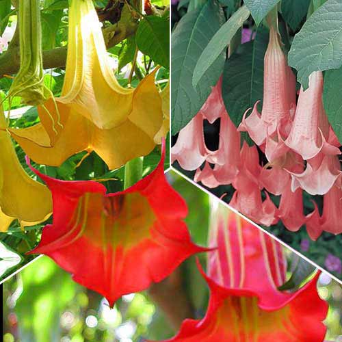 Комплект бругмансии из 3 саженцев рисунок 1 артикул 76657