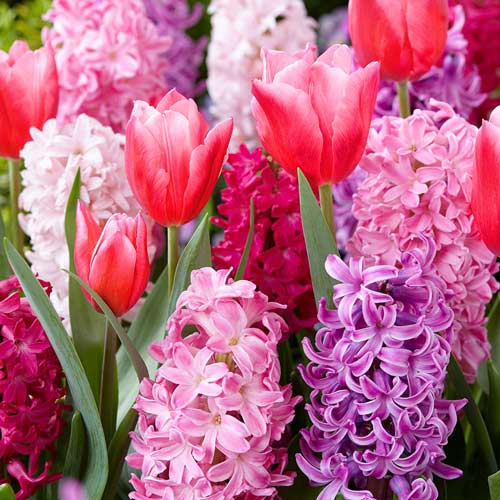 Суперпредложение! Комплект тюльпанов Грейга, гиацинтов из 14 луковиц рисунок 1 артикул 67904