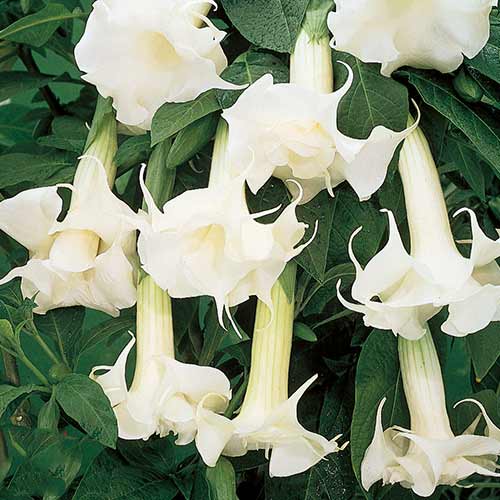 Бругмансія Дабл Ангел Вайт зображення 1 артикул 76636