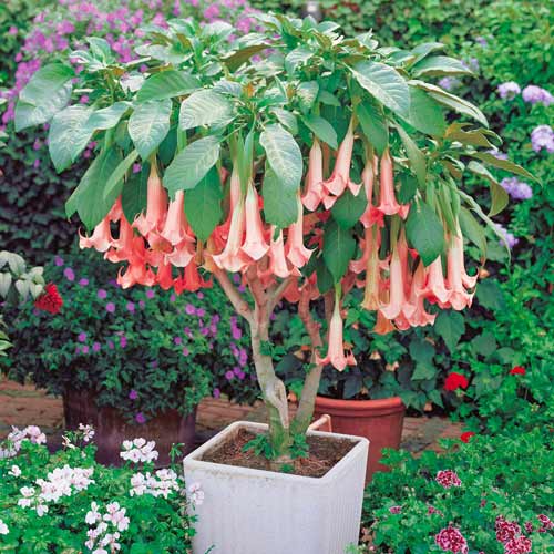 Бругмансия Пинк рисунок 1 артикул 76640