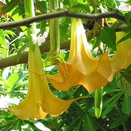 Бругмансія Йеллоу зображення 1 артикул 76639