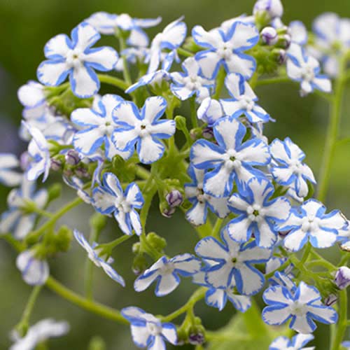 Бруннера крупнолистная Старри Айс рисунок 1 артикул 70361