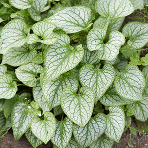 Бруннера крупнолистная рисунок 1 артикул 70360