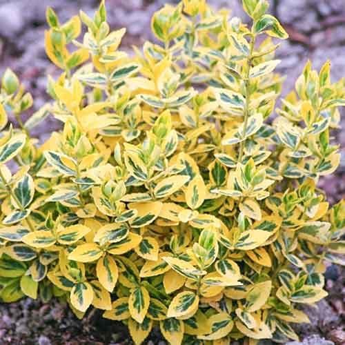 Бересклет форчуна Эмеральд Голд рисунок 1 артикул 4434