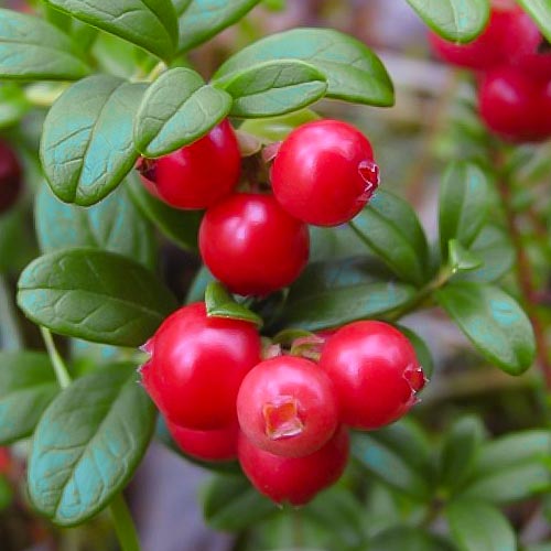 Брусниця Руно Білявське зображення 1 артикул 4688