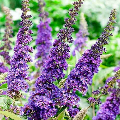 Буддлея Давида Африкан Квин рисунок 1 артикул 4714