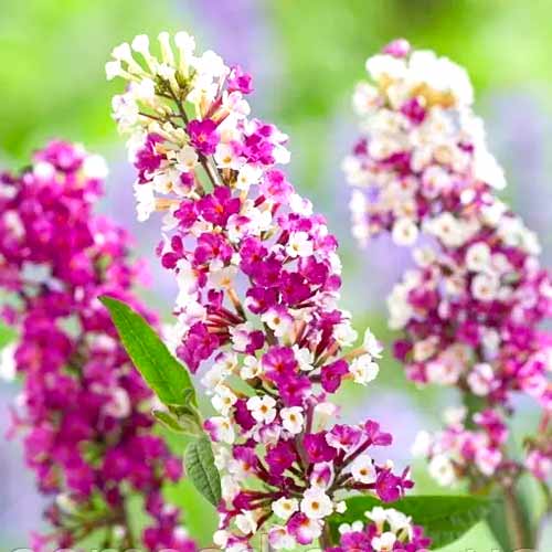 Буддлея Давида Беррис кремовая рисунок 1 артикул 77802