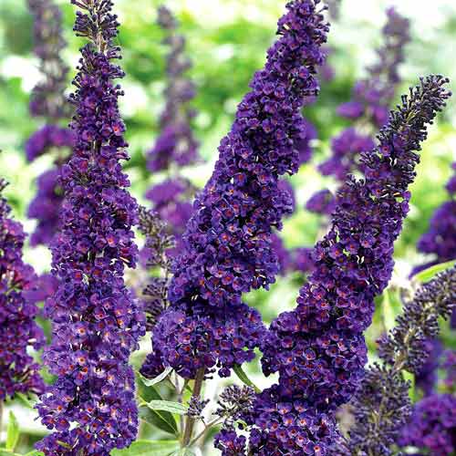 Буддлея Давида Блэк Найт, саженцы рисунок 1 артикул 2419