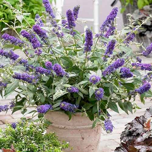 Буддлея Давида Блю Чип рисунок 1 артикул 4715