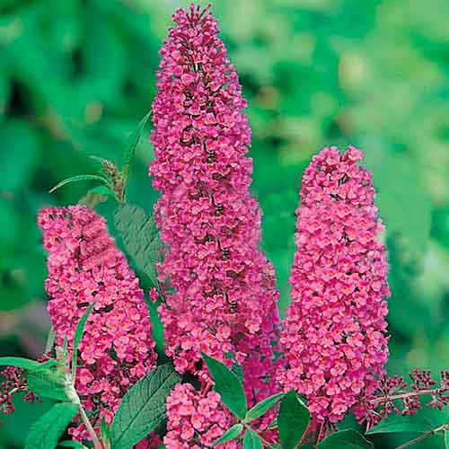 Буддлея Давида Иль де Франс рисунок 1 артикул 9007