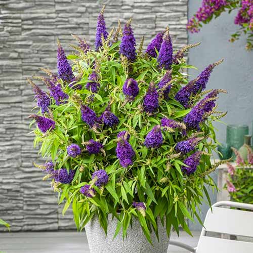 Буддлея Давида Литл Пурпл рисунок 1 артикул 77803