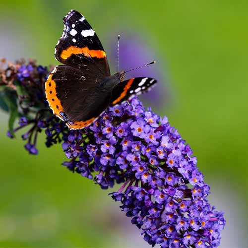 Буддлея Давіда Nanho Blue зображення 1 артикул 9659