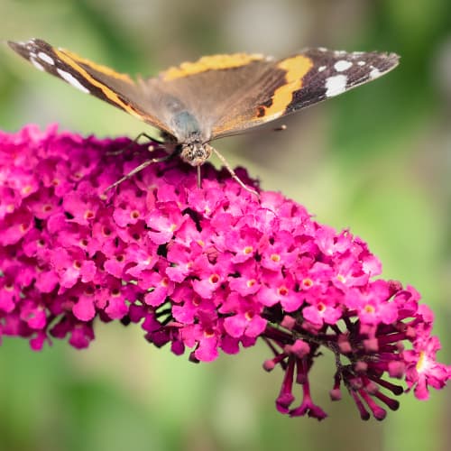 Буддлея Давіда Royal Red артикул фото 1 Буддлея Давіда Royal Red зображення 1 артикул 9011