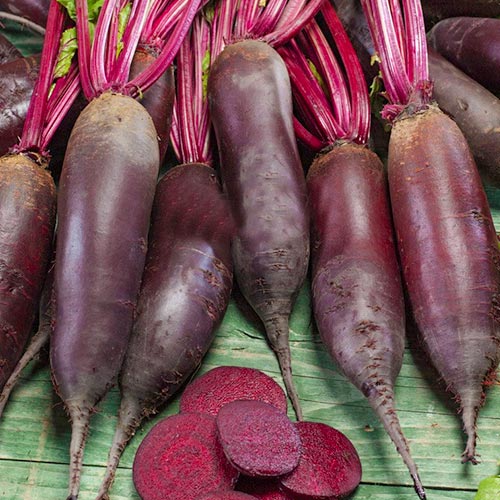 Свекла столовая Ренова Империя семян рисунок 1 артикул 96208