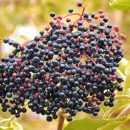 Бузина черная рисунок 1 артикул 4702