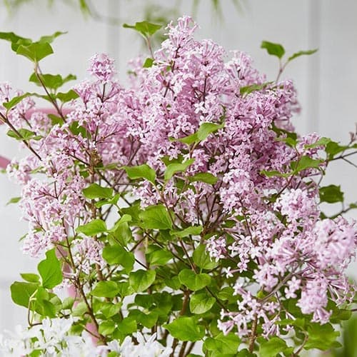 Бузок Джозі зображення 1 артикул 76703