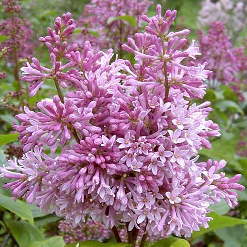 Бузок Мінует зображення 1 артикул 4804