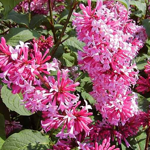 Сирень Мисс Канада рисунок 1 артикул 4806