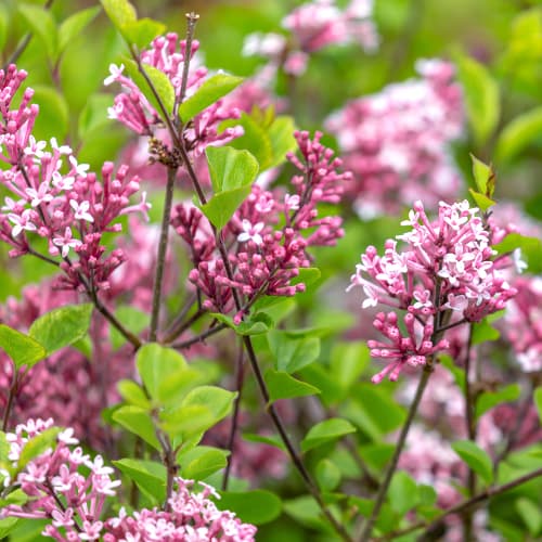 Сирень Red Pixie рисунок 1 артикул 4803