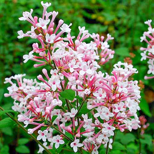 Бузок Суперба зображення 1 артикул 4807