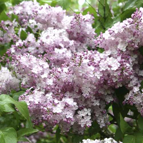 Бузок звичайний Гортензія зображення 1 артикул 4809