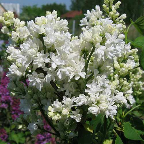 Сирень обыкновенная Мадам Лемуан рисунок 1 артикул 4808