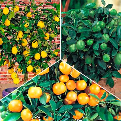 Комплект Цитрусовий мікс з 3 саджанців зображення 1 артикул 76660