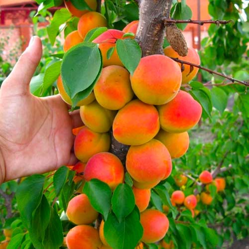 Персик колоновидный Принц рисунок 1 артикул 1610