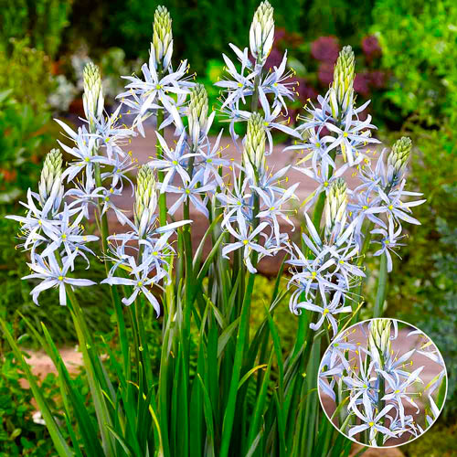 Камассия Кузика рисунок 1 артикул 67317